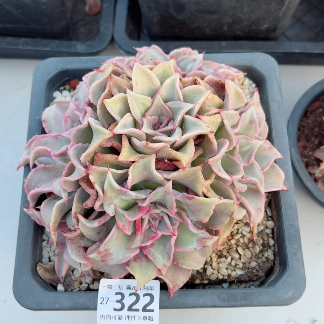 饺子皮无盆土发货无盆土发货无