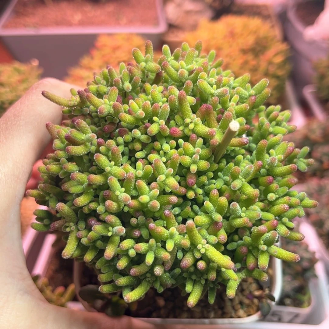 105蜜桔可爱多肉植物