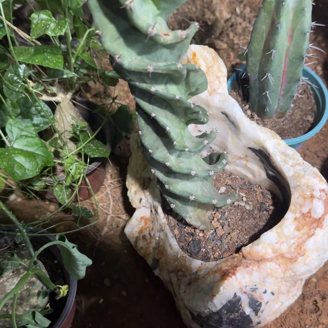 小***8可口可乐了可口可乐了