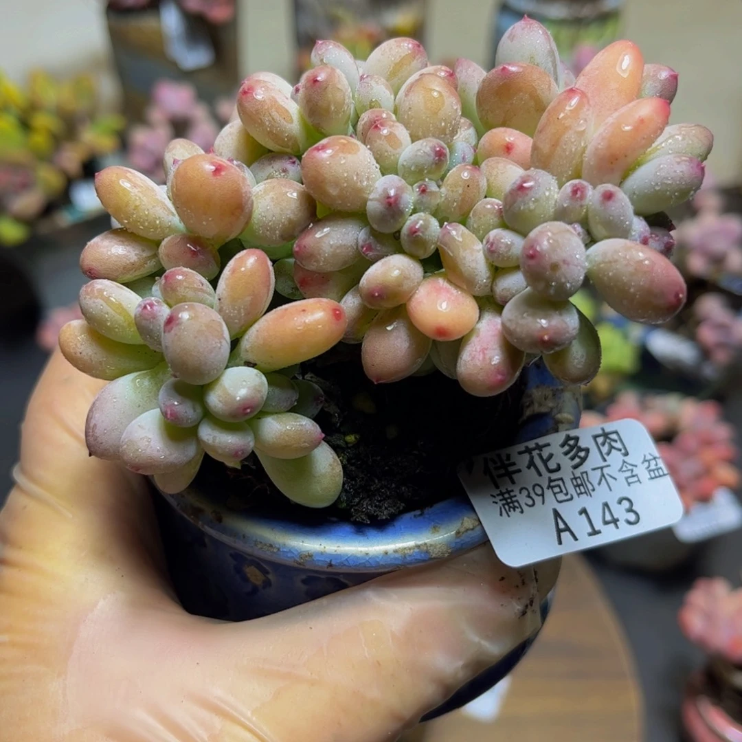 143苹果奶缀11厘米多肉
