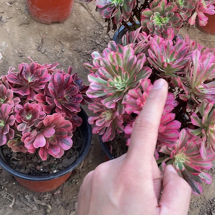 红铜白➕美杜莎脱土裸根