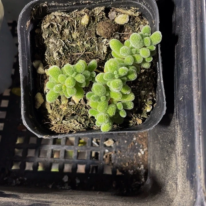 冰晶糖球带盆土发货
