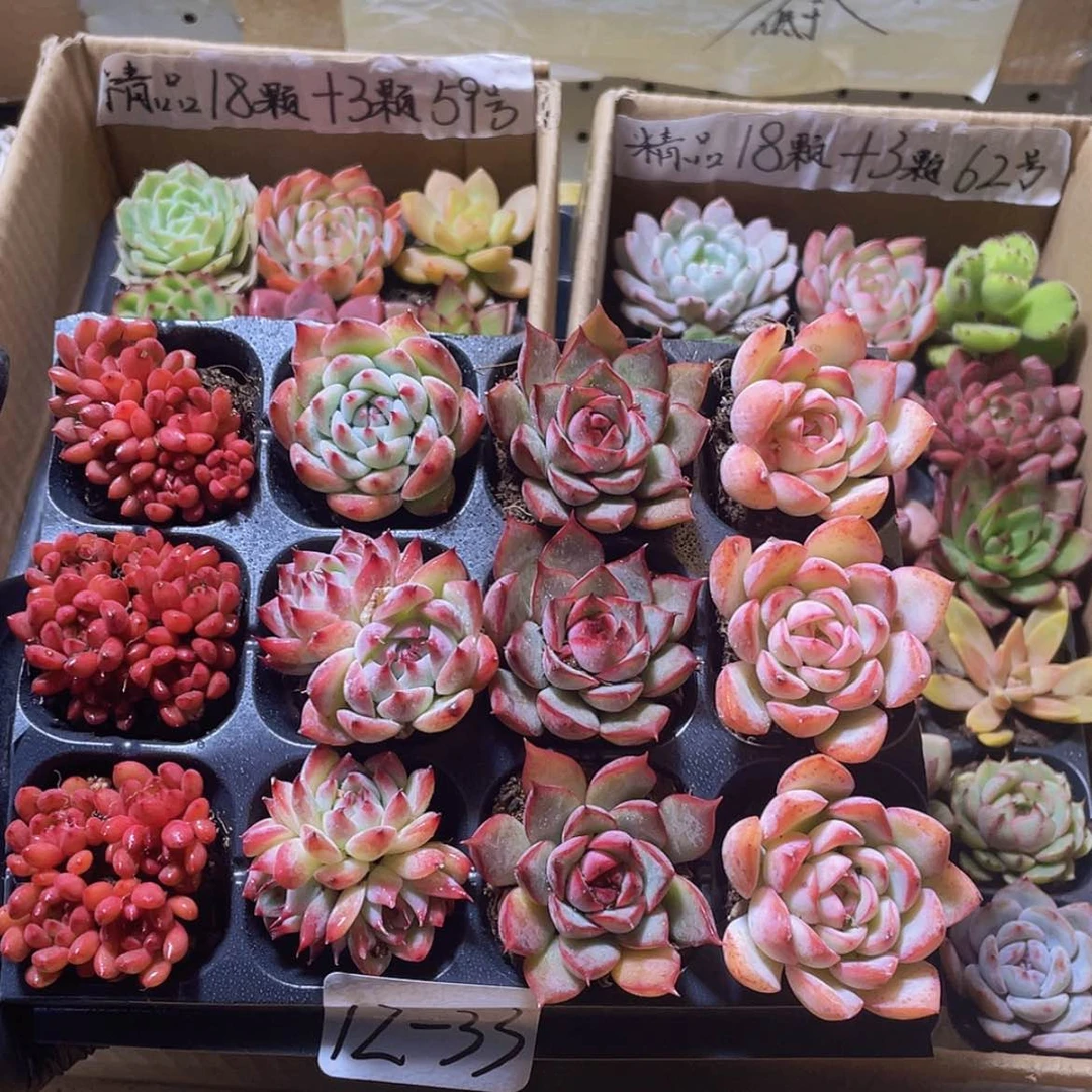 【闪购商品】12颗-23