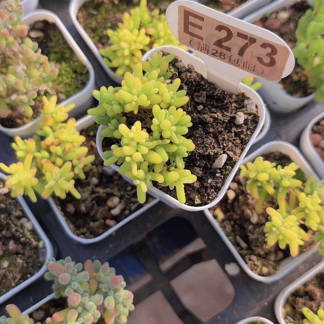 E273蜜桔糖球锦一物一拍