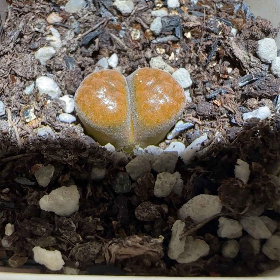 肉锥多肉植物组合-超级蛋糕257