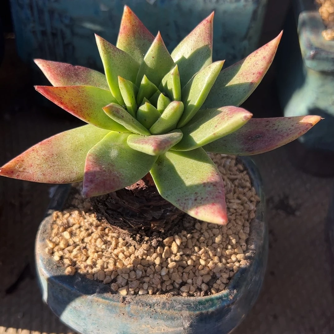 4307坎黛仙女杯多肉