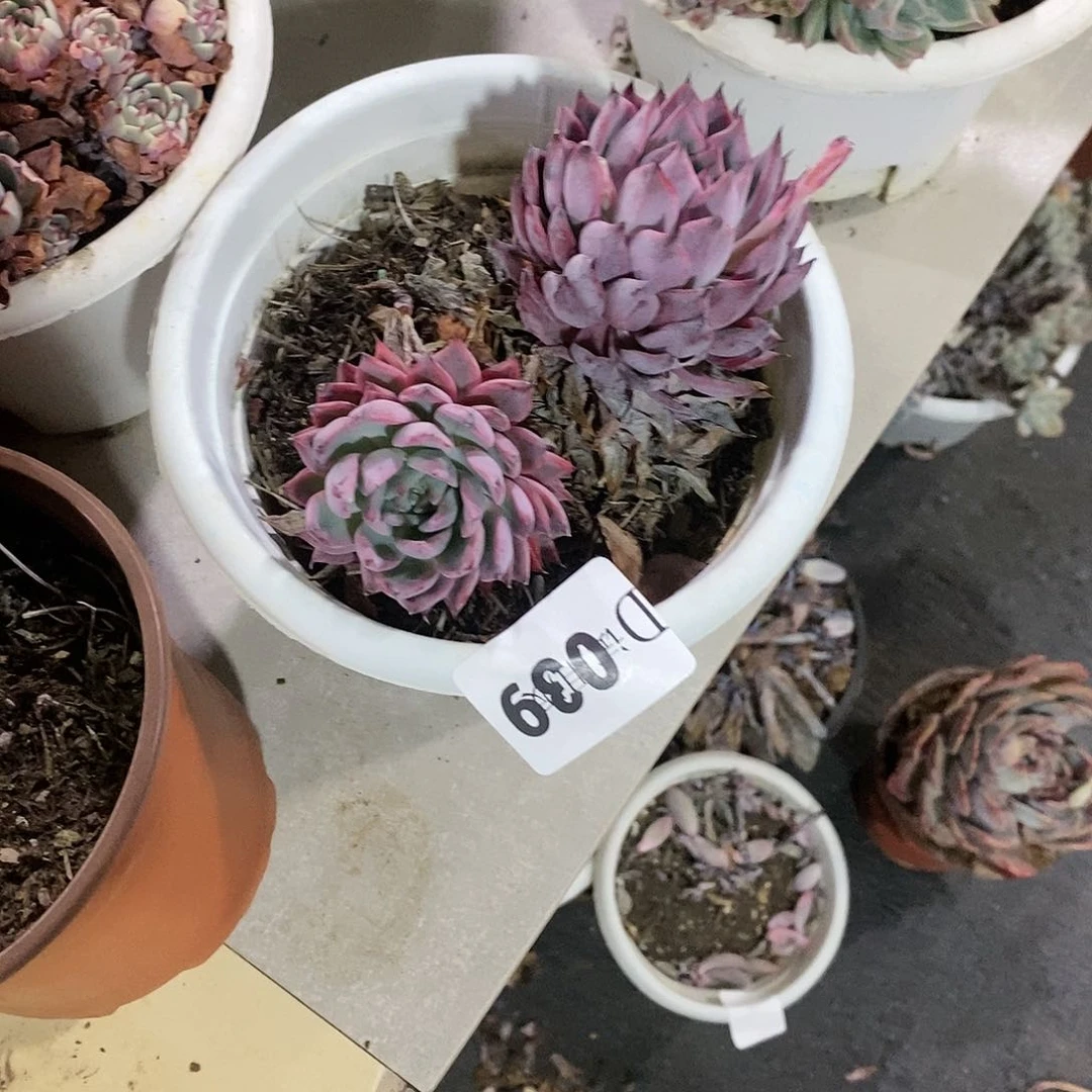 晓*儿039黑天鹅杆子伤不售后多肉