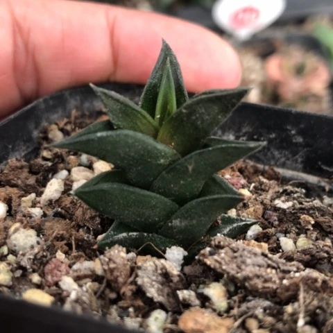 小型顿叶龙城硬叶