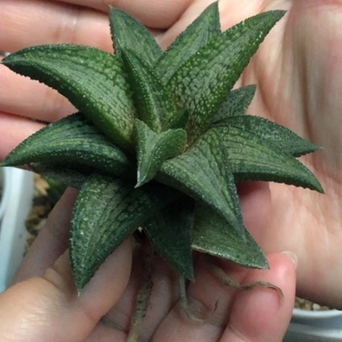 锦带桥有根哈哈哈哈哈哈