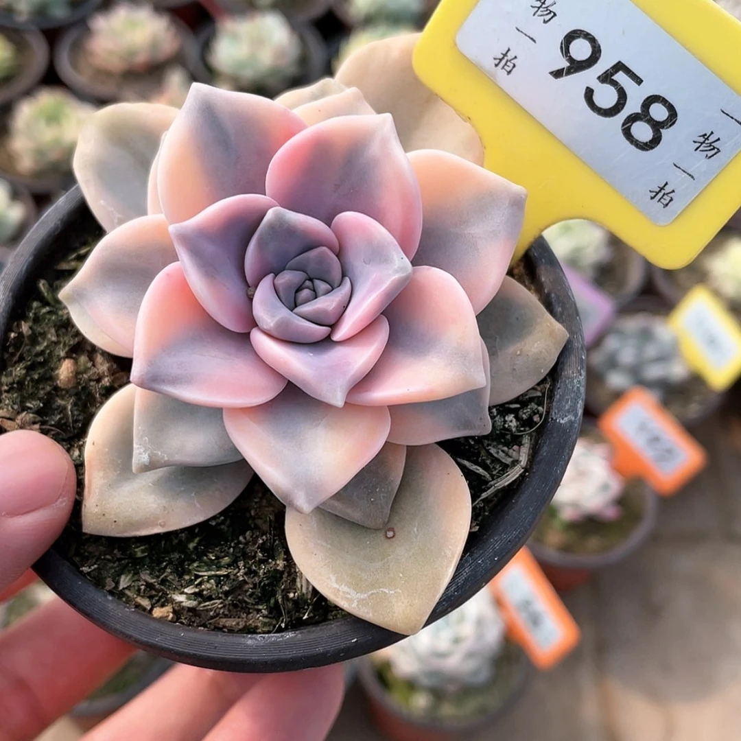 【闪购商品】958号