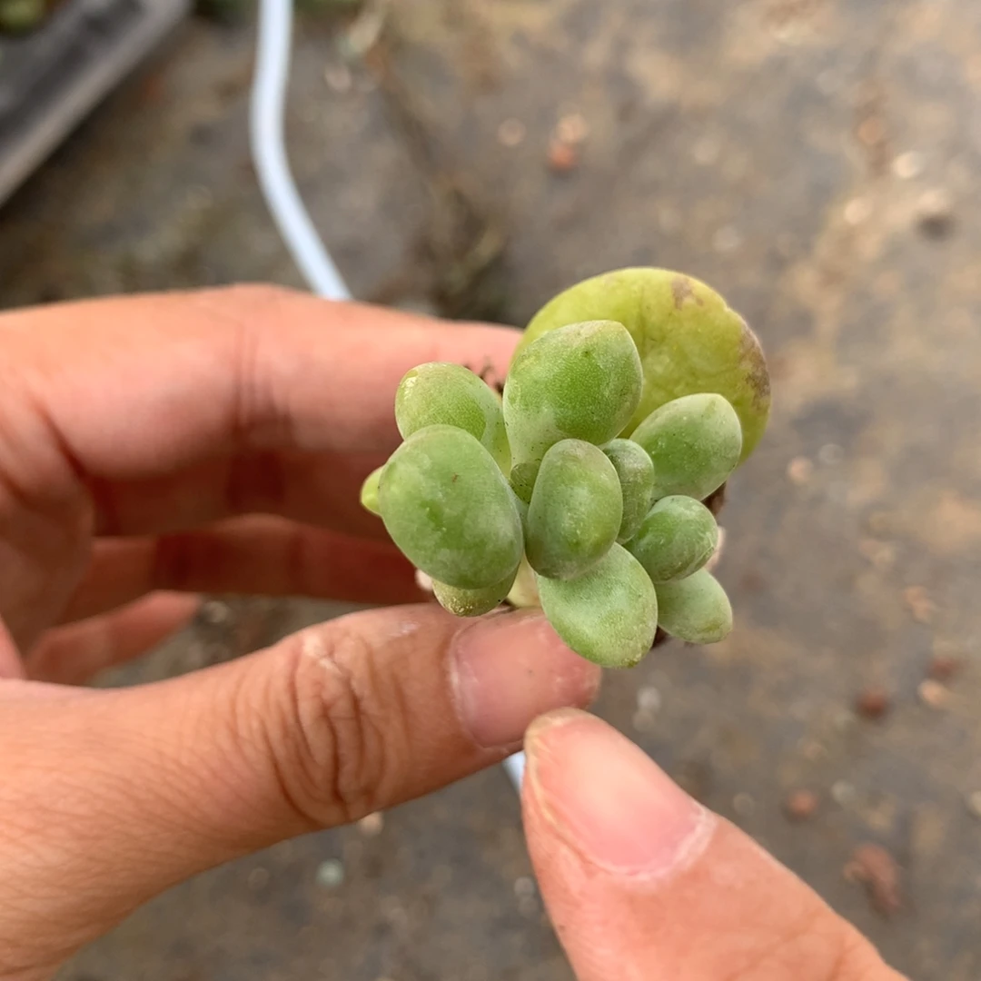 芒果奶酪多肉芒果奶锦。