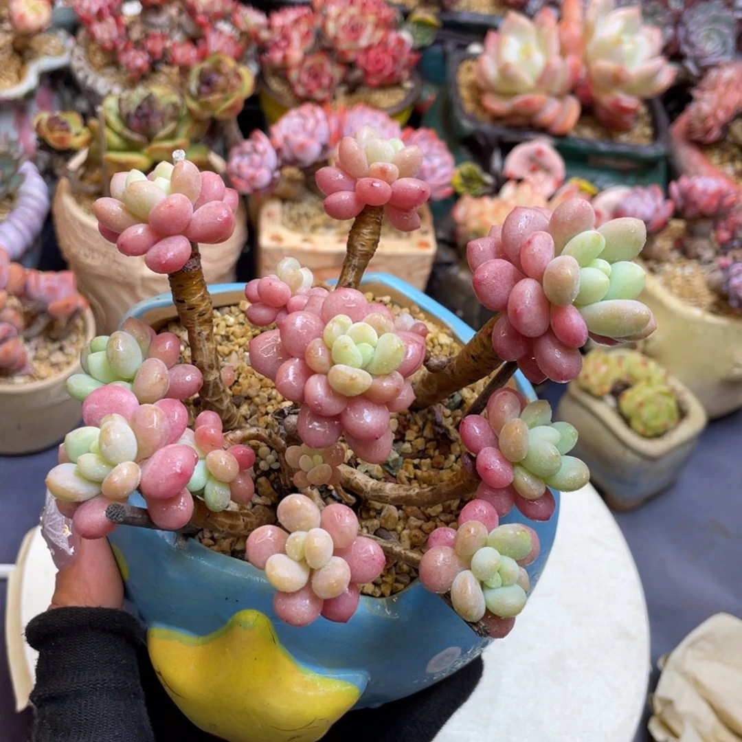 丸叶洛可可老桩群
