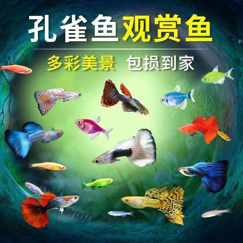 随机精品3-4月孔雀鱼