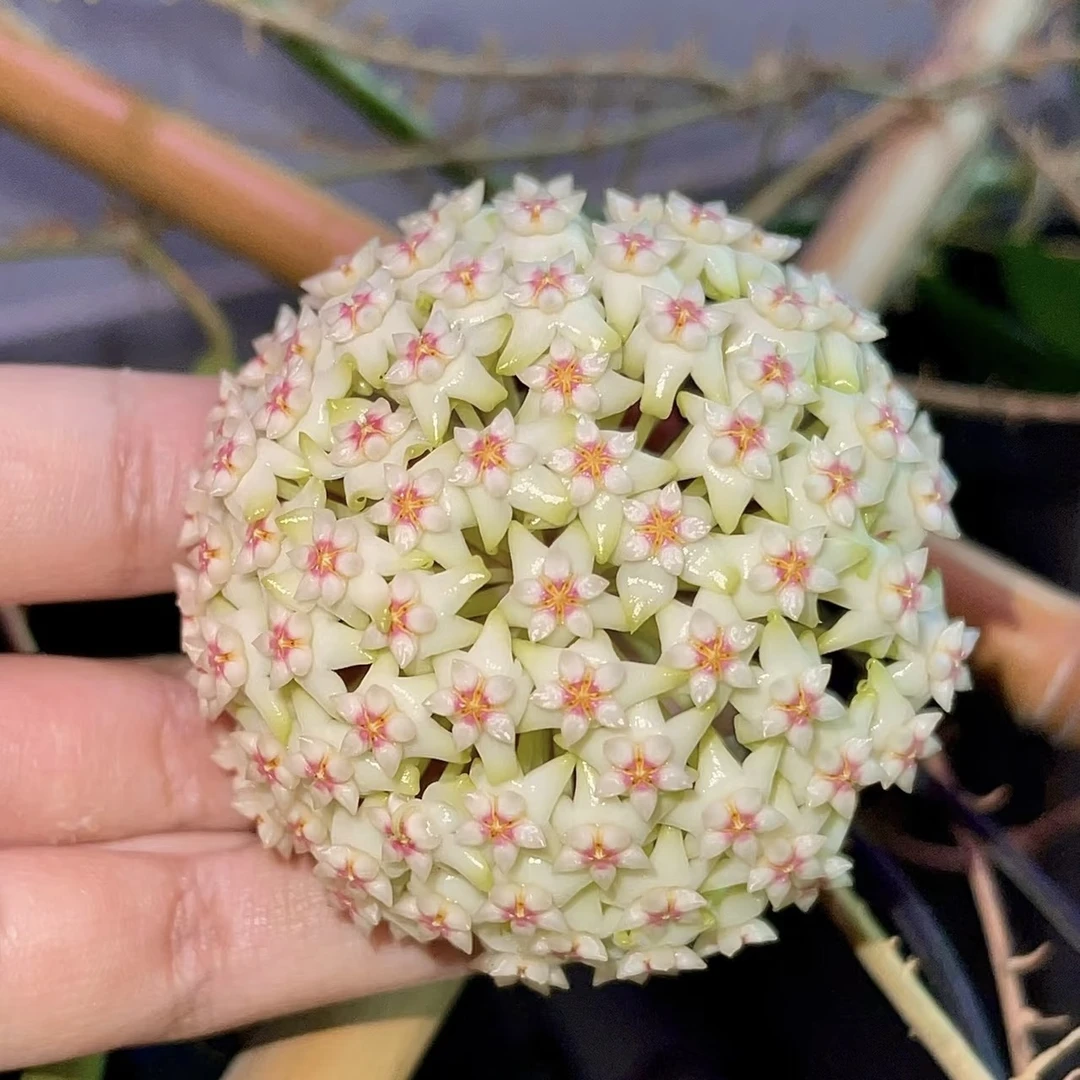 【新玉香球兰】大花浓香球兰办公桌客厅绿植造型植物