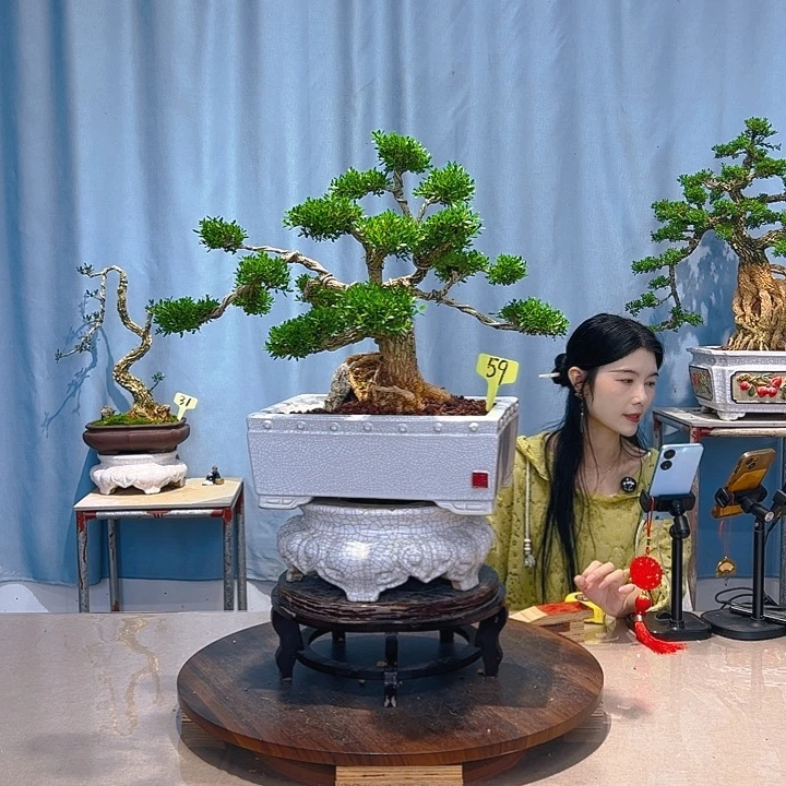 无花朵广东皱皮雀舌黄杨