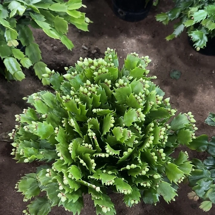勤***奋当前无花栽培后可以开花