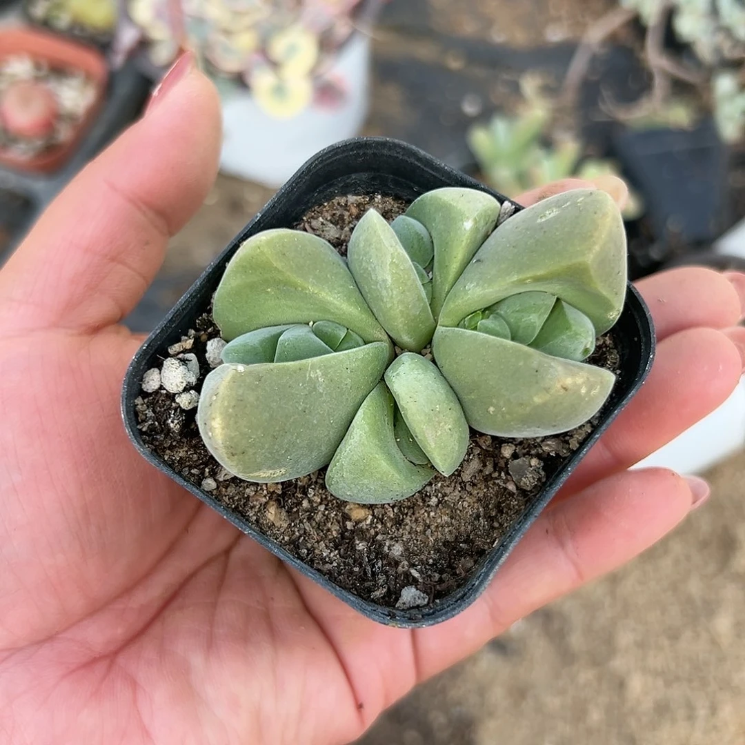 多肉植物无比玉开花