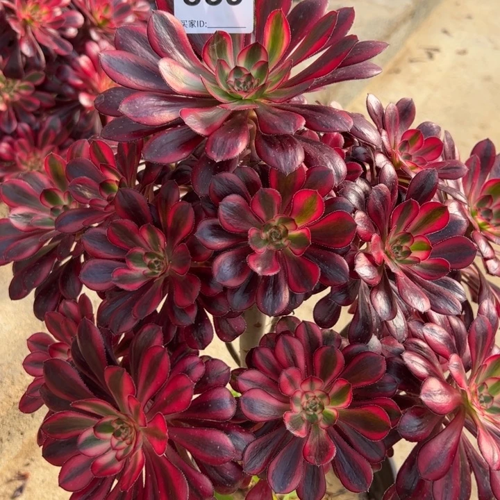 859香奈儿多肉30厘米左右