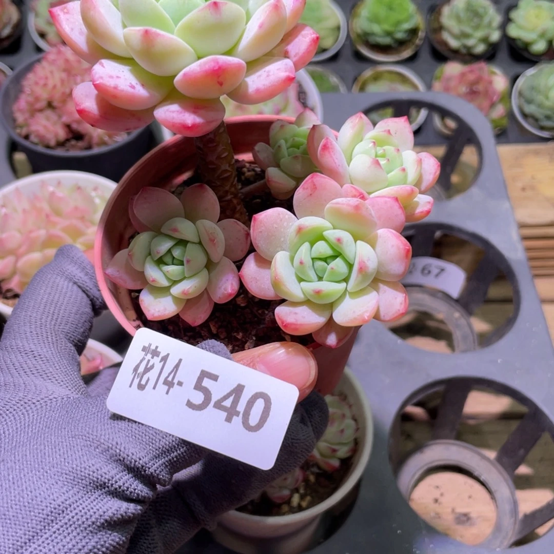 花利美14-540香草