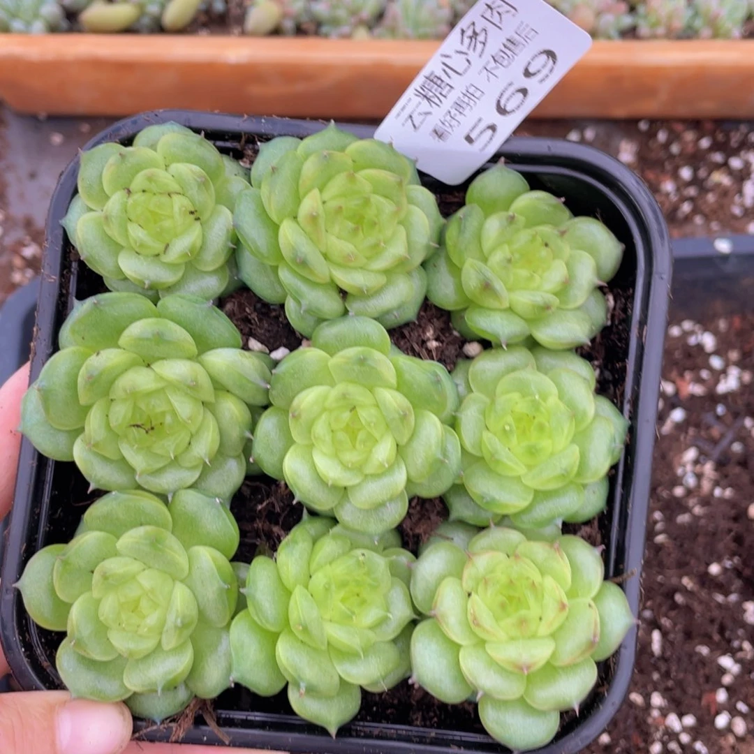 云糖心多肉植物569