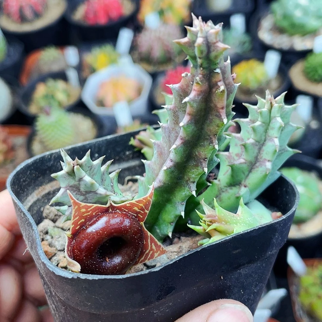 非偏远地区满25包邮仙人球