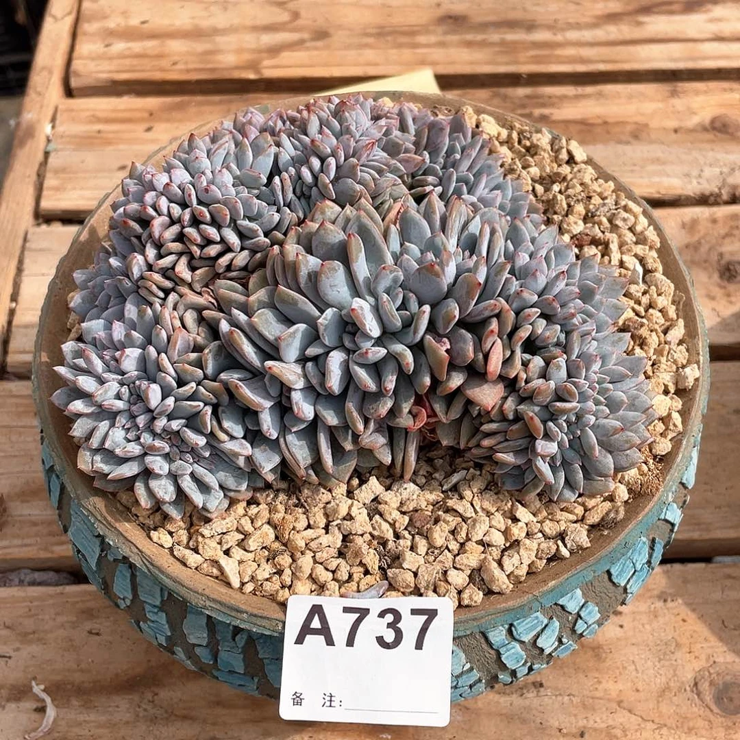 潮***子737多肉植物多肉植物