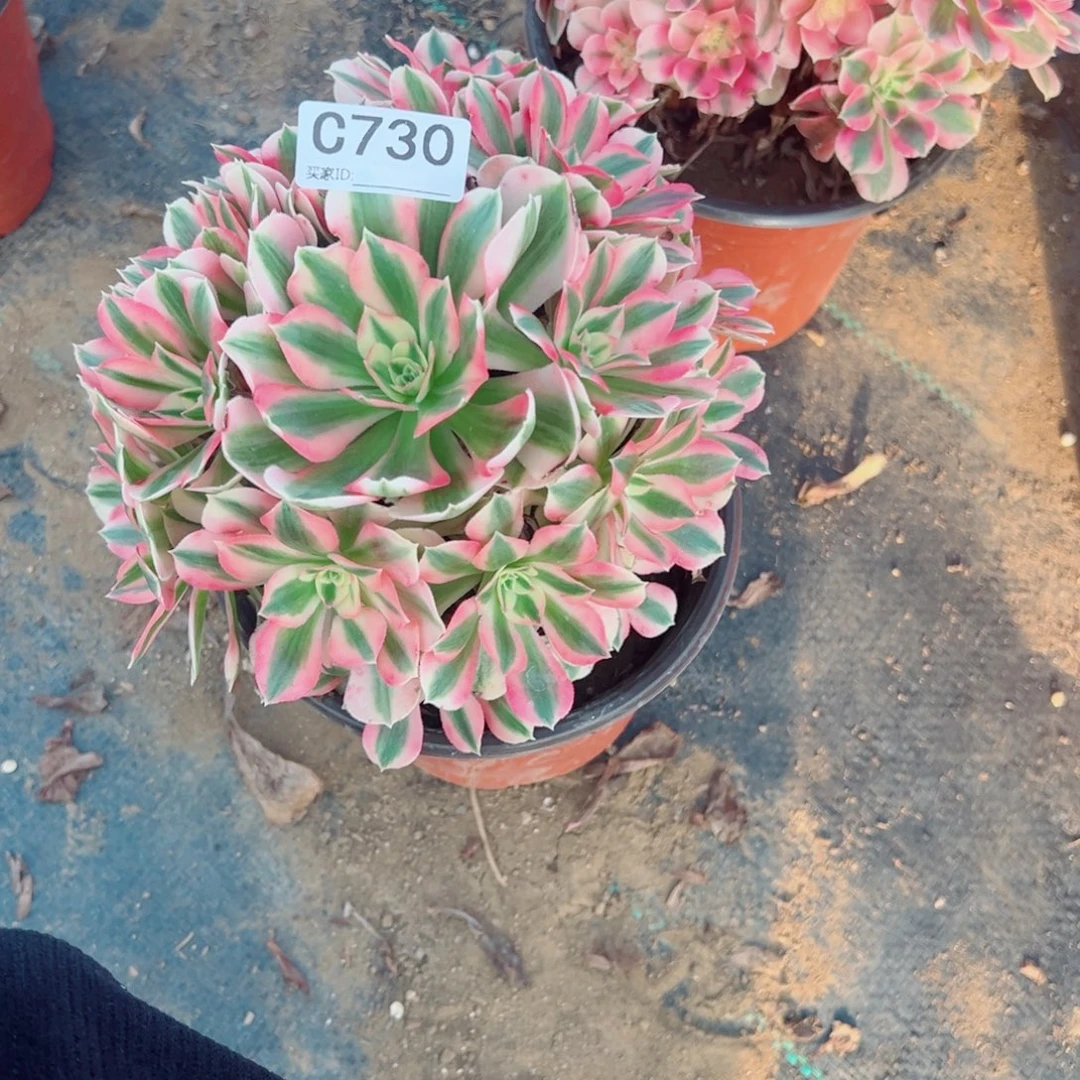 悦***己730粉女巫多肉植物法师多肉