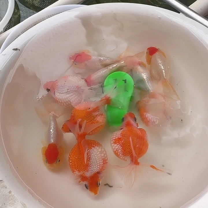 金鱼包邮包活到家