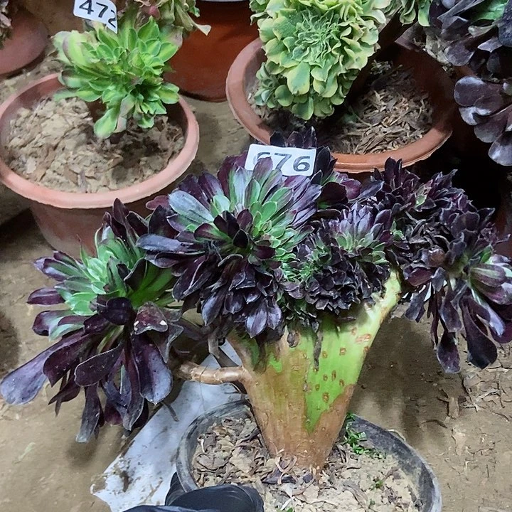 676欧若拉缀化老板子法师