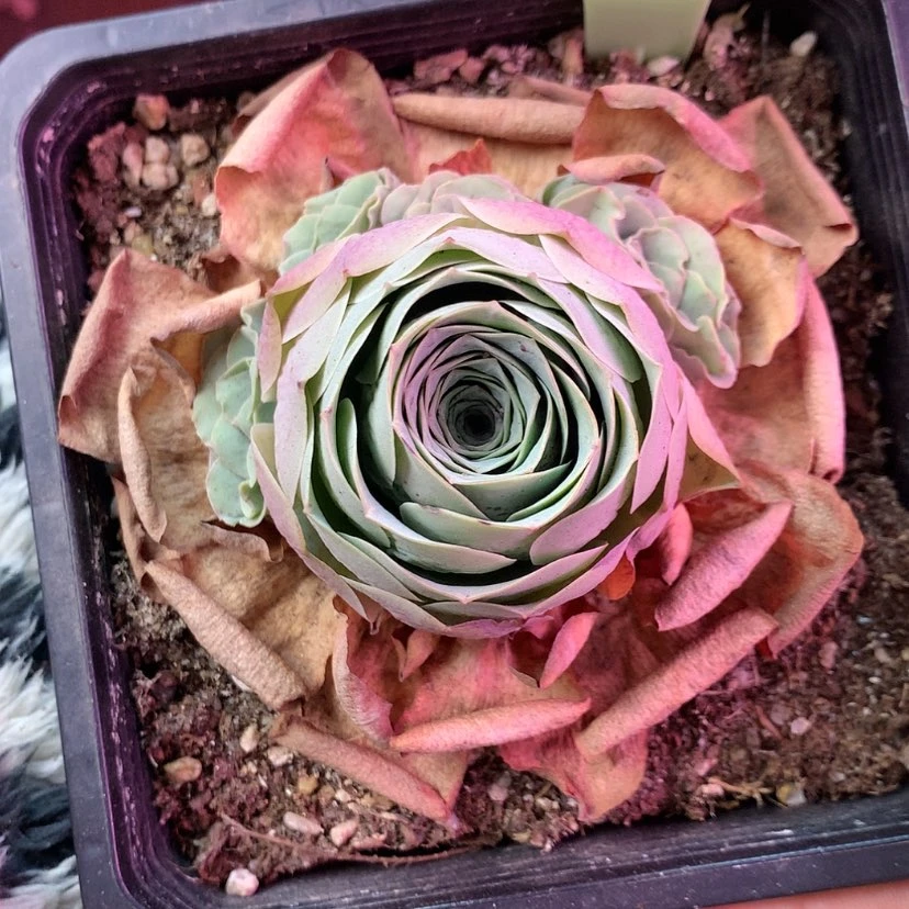 【闪购商品】得****眙凤玥122