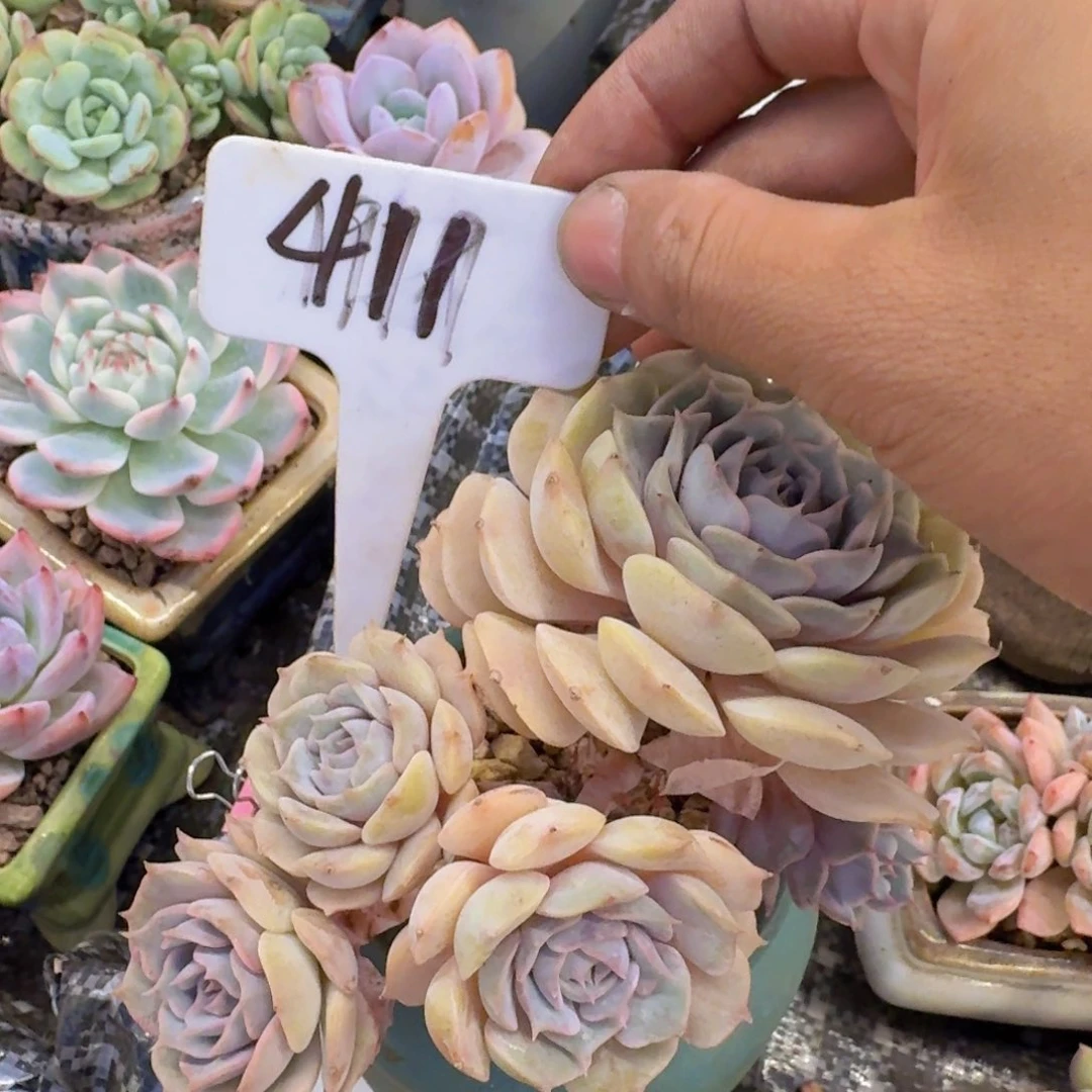 多肉植物的生长发育和