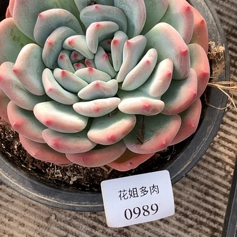 我***鱼0989一颗58888888888