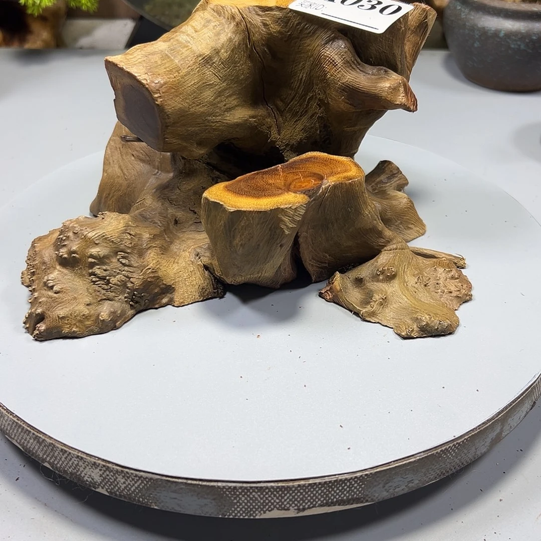 大果紫檀（缅甸花梨）这**呀