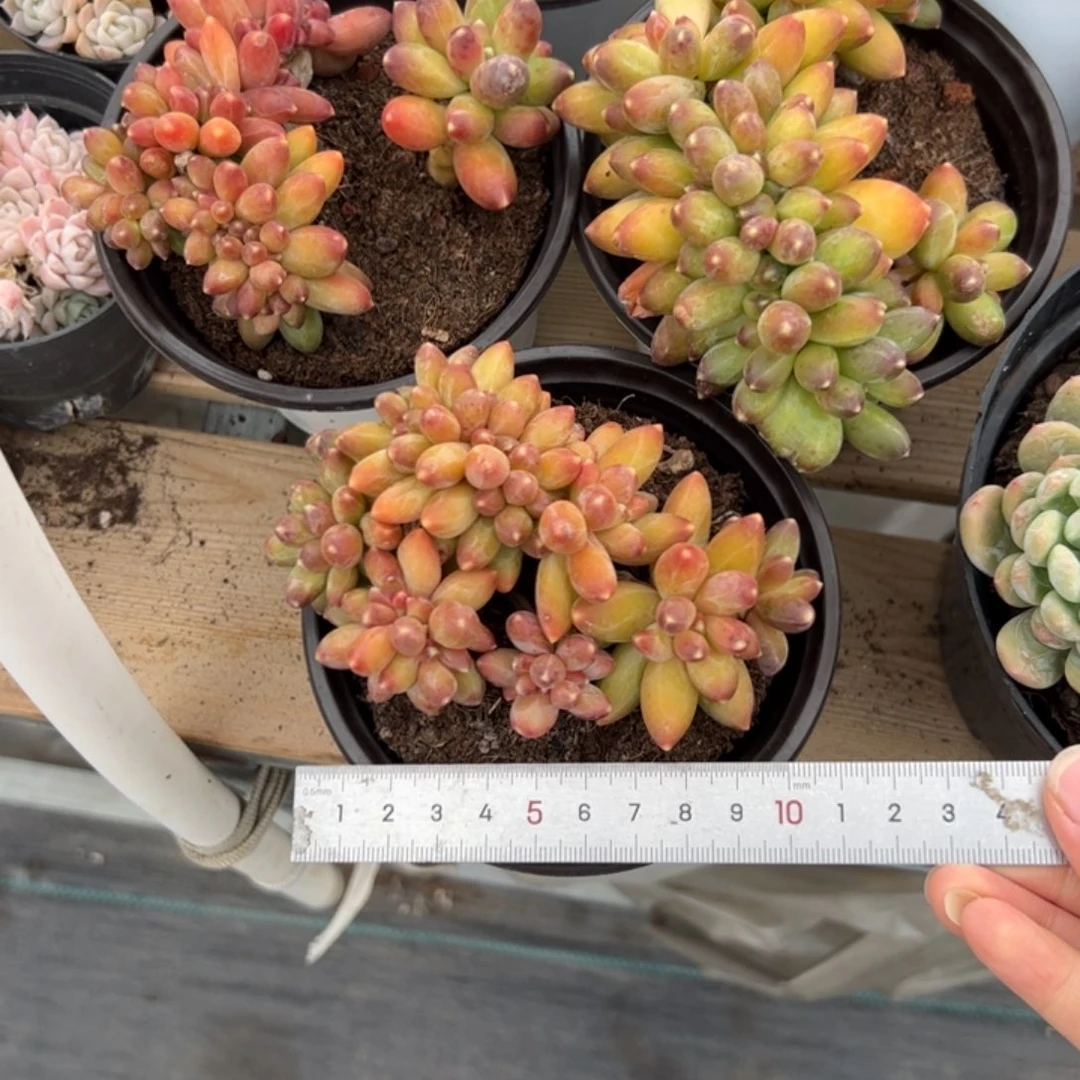 S***、783 多肉植物组合