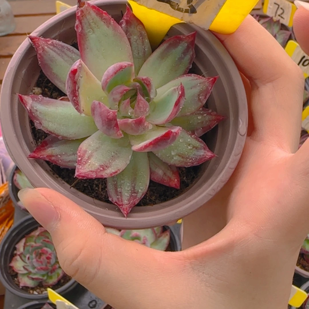 柯****?125 惊鸿单头多肉