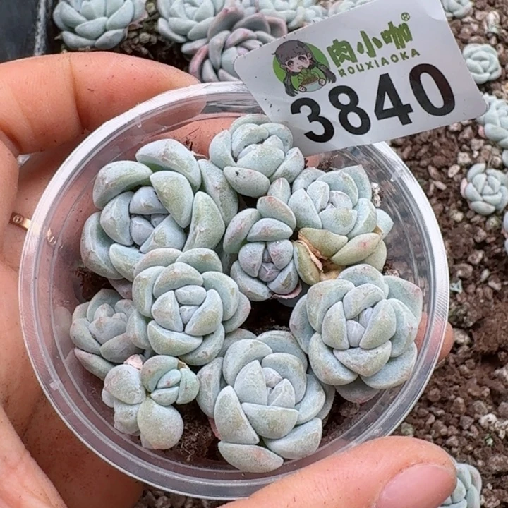 多肉植物多肉植物