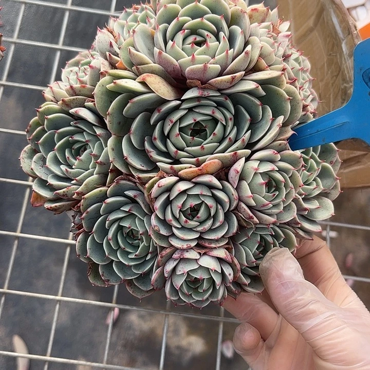 两单包邮，一物一拍617笨巴