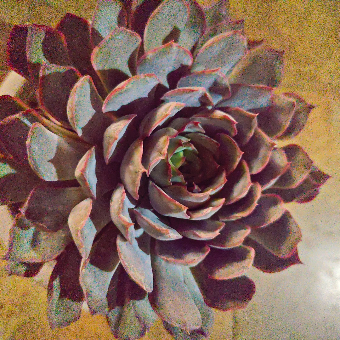 暗冰150#WN 精品多肉 好看好养新手闭眼入一单也包邮