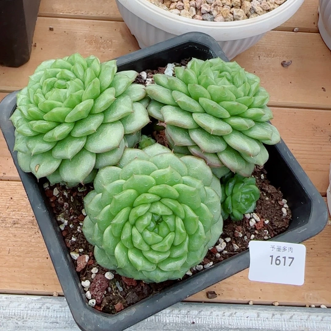 灯泡珍妮群，1617多肉植物
