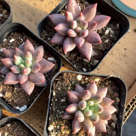 红虞美人发两颗。