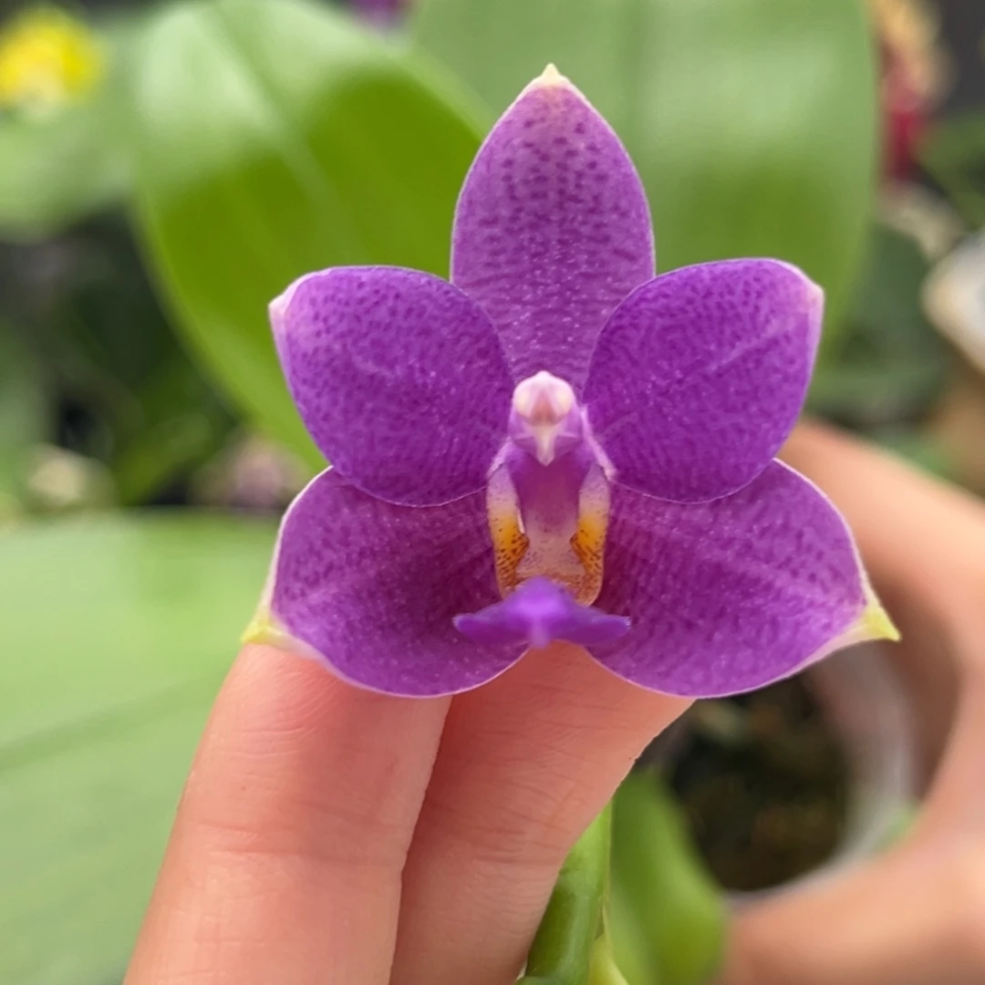 完全开放2.5寸柳林蓝星开花株