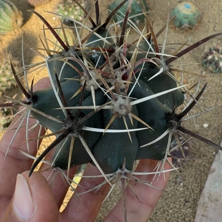 伟冠龙无根5555555