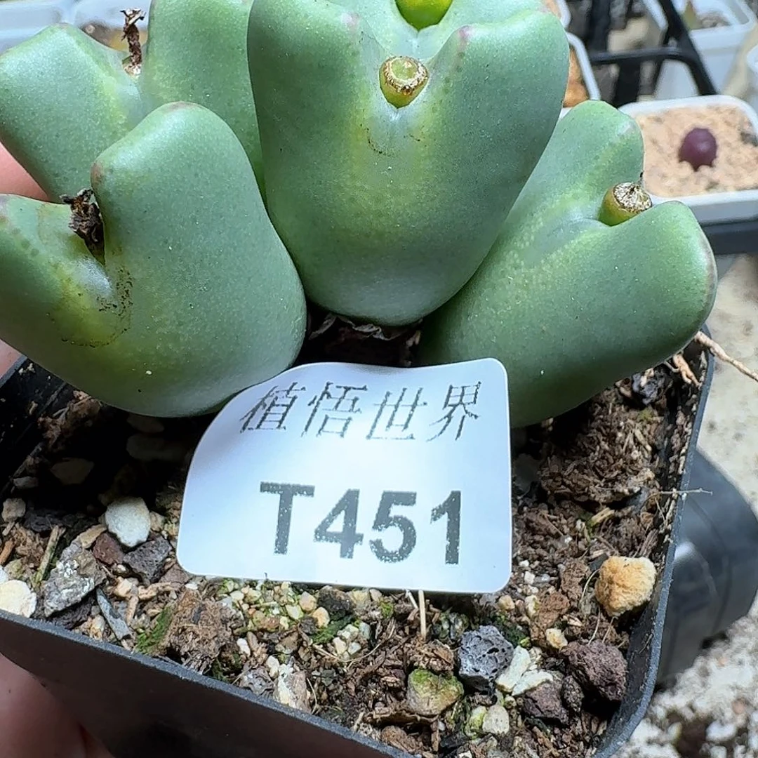 451盒多肉植物哇f g