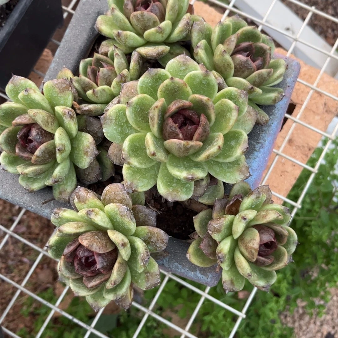 新疆西藏内蒙不包邮，水晶