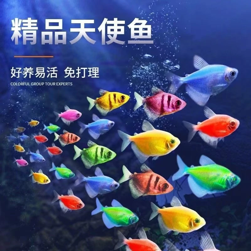 开播福利天使单条不包邮  想要几个来几个