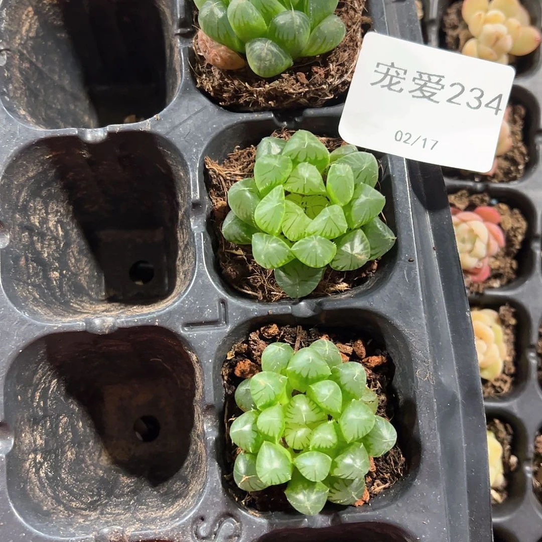 直播福利一物一拍234