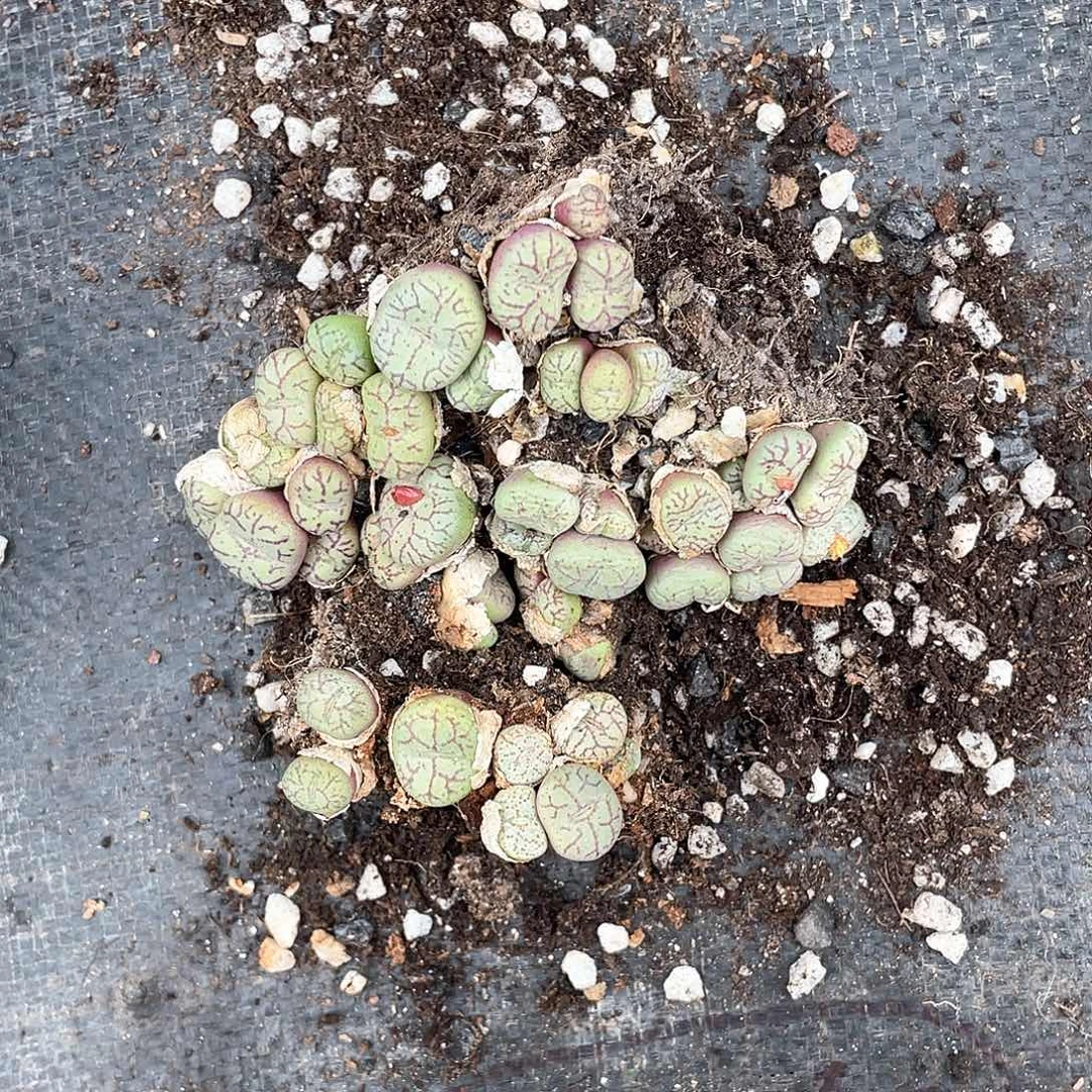 百***果几大簇清姬带盆发货
