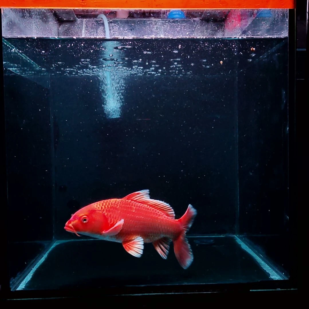 蝴蝶鲤鱼红色普身蝴蝶鲤