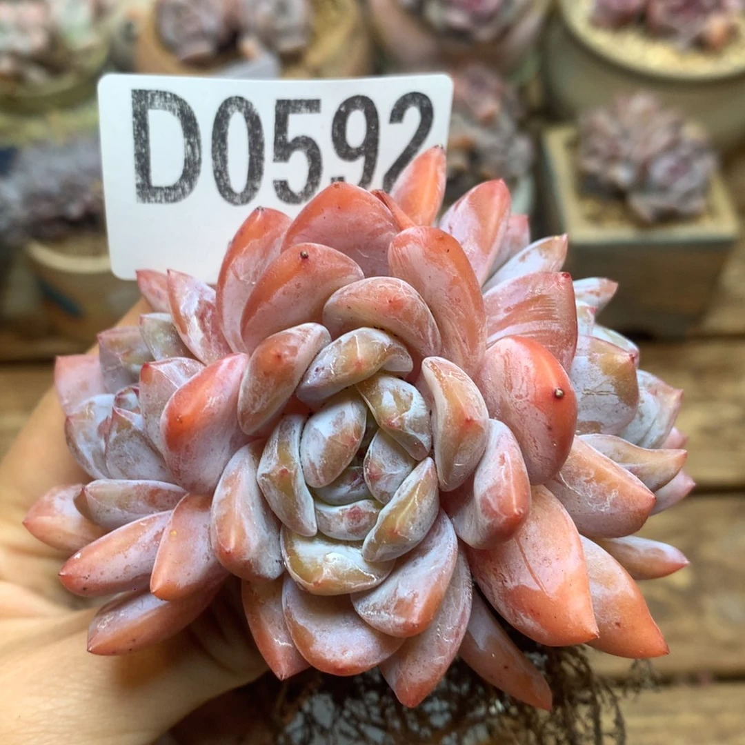 D0592 雪天使 无砍 开播福利