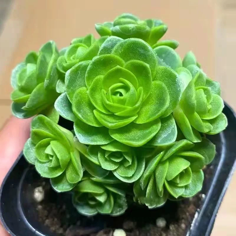 【满9.9包邮】山地玫瑰6.5cm盆多肉植物以直播间展示为主